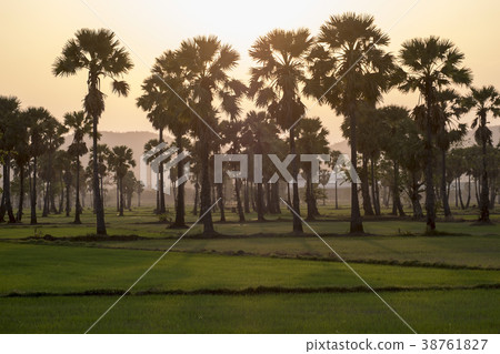 palm palm 38761827