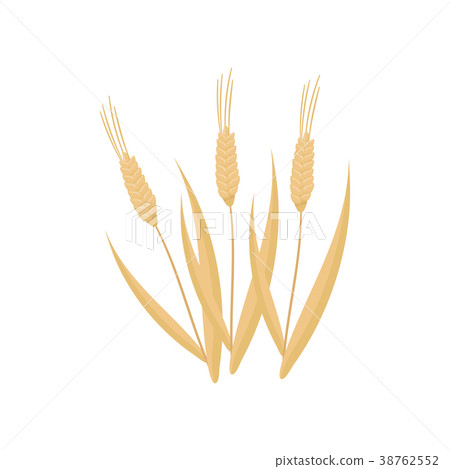 Cartoon flat vector icon of three dry wheat Cartoon flat vector icon of three dry wheat 38762552