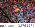 Okame plants and mezzo 38763574