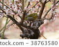 Plum and mezzo 38763580