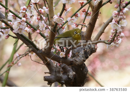 Plum and mezzo 38763580