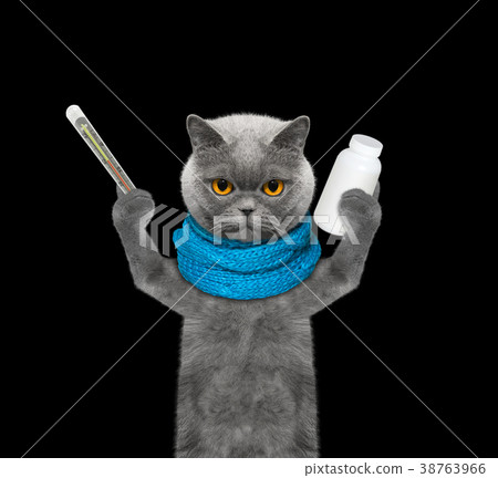 cat is ill -- the temperature is high cat is ill -- the temperature is high 38763966