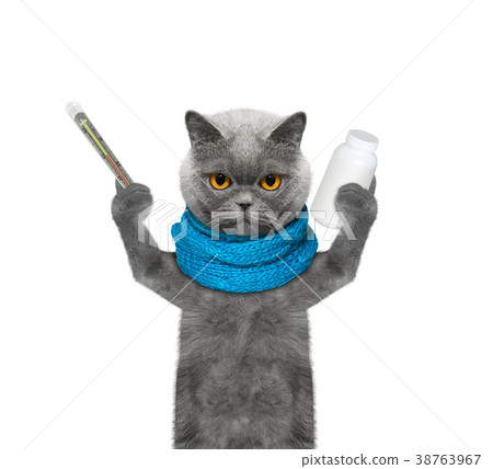 cat is ill -- the temperature is high cat is ill -- the temperature is high 38763967