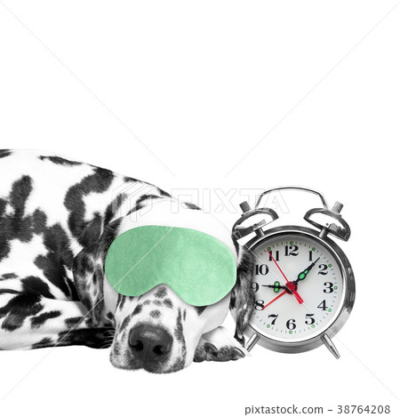 Dog sleeping next to an alarm clock  38764208