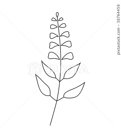Vector illustration of sage with flower Vector illustration of sage with flower 38764459