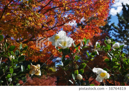 德川花園秋天 38764819