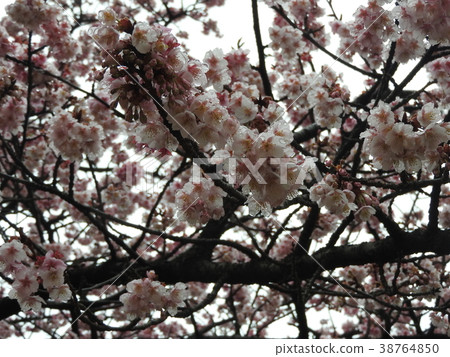 Kawazu cherry blossoms, which announce the arrival of spring, were born by mating Oshima cherry blossoms and Samu cherry blossoms. The flowers holding raindrops after the rain are also beautiful. Kawazu cherry blossoms, which announce the arrival of spring, were born by mating Oshima cherry blossoms and Samu cherry blossoms. The flowers holding raindrops after the rain are also beautiful. 38764850