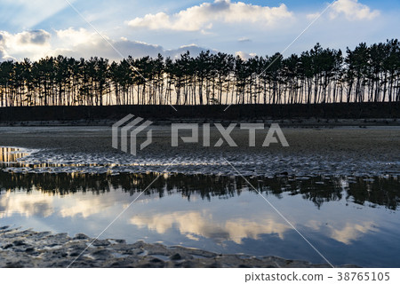 Pine Tree, Fishing Beach, Taean Coast National Park, Taean County, Chungnam 38765105
