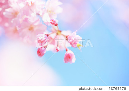 Yao red curved crown crown close-up bud 38765276