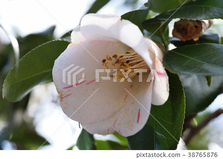 Camellia Camellia 38765876