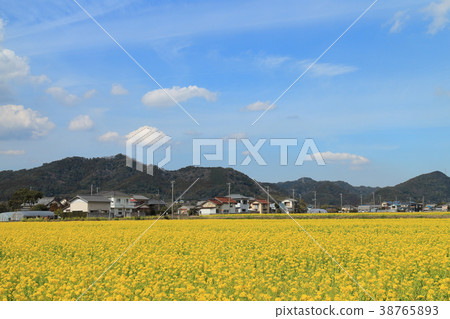 Nanakatta Road（鴨川市） 38765893