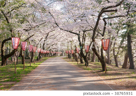 櫻花隧道 38765931