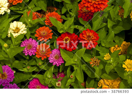 Hyakkusa (jinian) Hyakkusa (jinian) 38766393