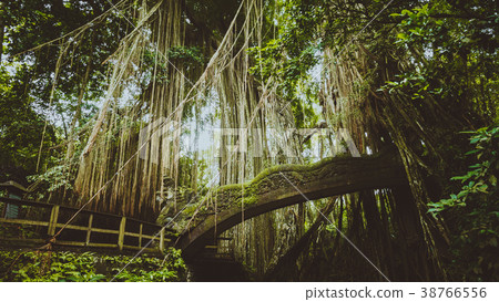 Tropical jungle roots hanging down over the bridge 38766556
