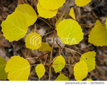 Forest bush branch with autumn yellow leaves Forest bush branch with autumn yellow leaves 38766893