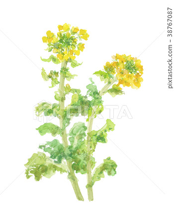 強姦開花 強姦開花 38767087