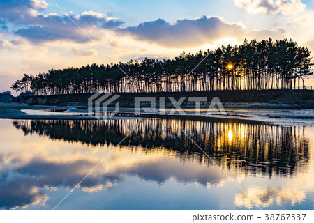 Pine Tree, Fishing Beach, Taean Coast National Park, Taean County, Chungnam 38767337