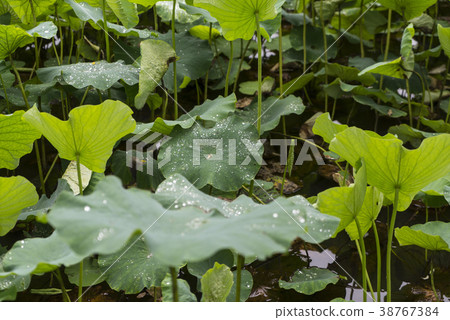 Kunsan Mountain, Hongcheon County, Gangwon Province Kunsan Mountain, Hongcheon County, Gangwon Province 38767384