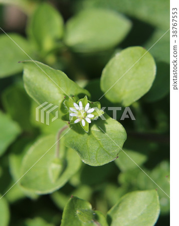 Flower of hakobe Flower of hakobe 38767553