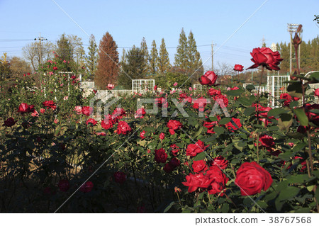 秋天伊那城鎮制度實施紀念公園(玫瑰園) 秋天伊那城鎮制度實施紀念公園(玫瑰園) 38767568