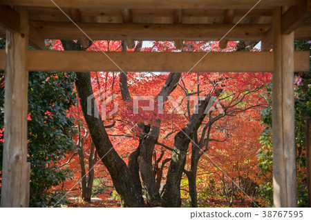 Autumn leaves of Hyogo Prefecture Kobe City Sorakuen 38767595