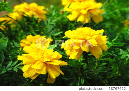 法國萬壽菊花 法國萬壽菊花 38767612