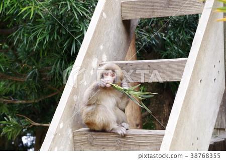 A playful little monkey that puts leaves A playful little monkey that puts leaves 38768355