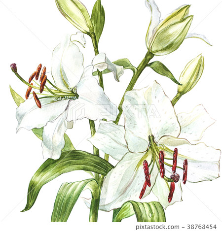 Watercolor set of white lilies, hand drawn 38768454