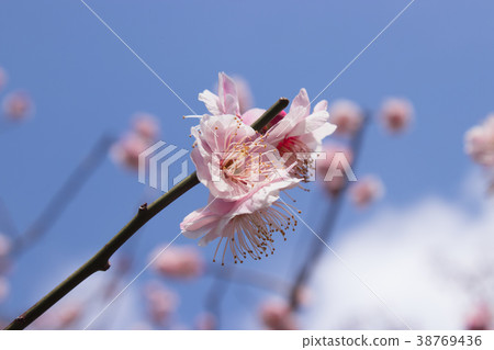 梅花 梅花 38769436