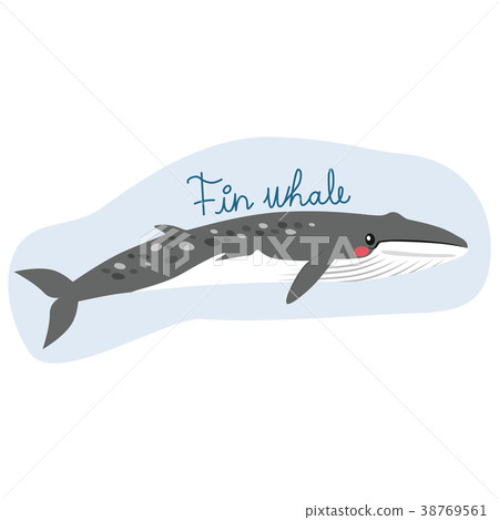 Fin Whale Fin Whale 38769561
