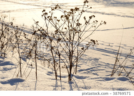 Dry burdock bushes at winter. 38769571