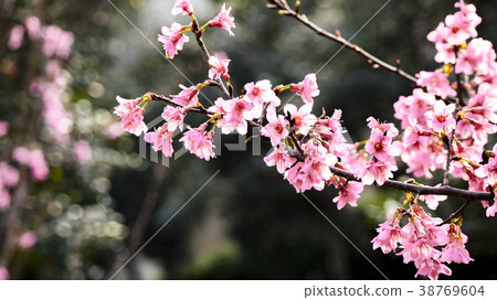 櫻花 櫻花 38769604