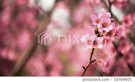 櫻花 櫻花 38769605