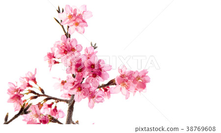 Cherry blossoms Cherry blossoms 38769608