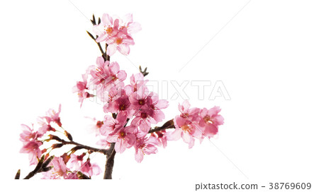 櫻花 櫻花 38769609