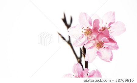 Cherry blossoms Cherry blossoms 38769610