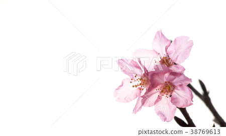櫻花 38769613