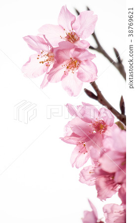 櫻花 38769621