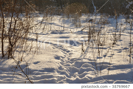 Winter landscape with thickets of dry grass. Winter landscape with thickets of dry grass. 38769667