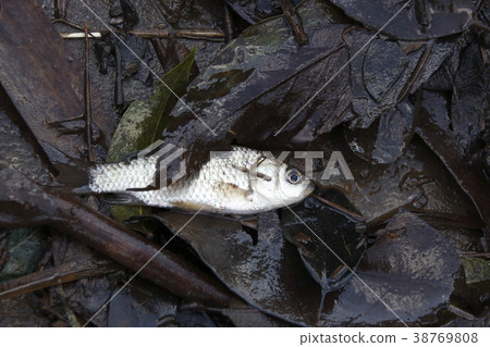 Mud and fish bowl (Ginn beech) 38769808