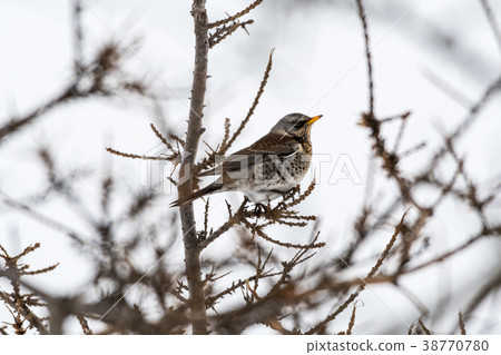 Fieldfare bird portrait Fieldfare bird portrait 38770780