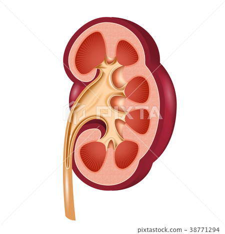 Kidney anatomical cut - human organ in section 38771294