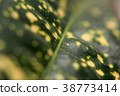 Close up view of green leaf and veins. selective  38773414