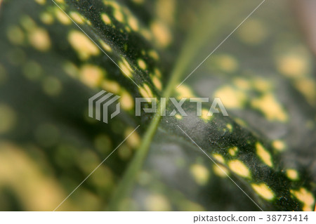 Close up view of green leaf and veins. selective Close up view of green leaf and veins. selective 38773414
