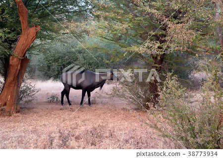 Wild Nilgai or Boselaphus tragocamelus 38773934