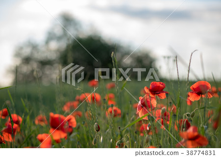 Flowering poppies on the field, summer day Flowering poppies on the field, summer day 38774831