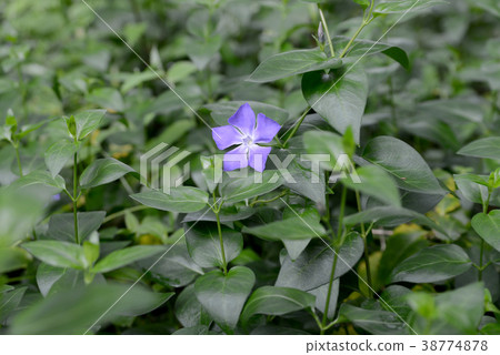 Periwinkle 38774878