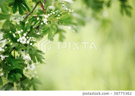 Spring flowers frame 38775362