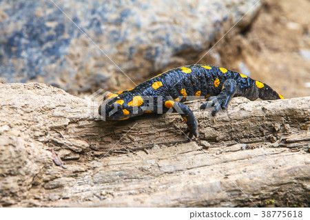 Spotted salamander. Spotted salamander. 38775618