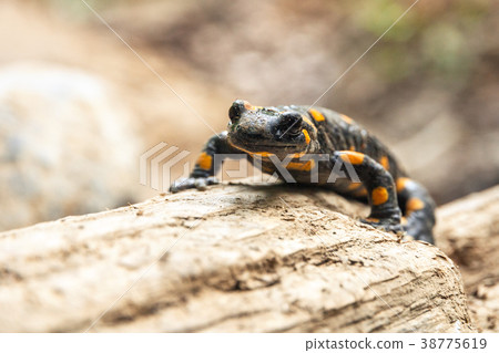 Spotted salamander. Spotted salamander. 38775619